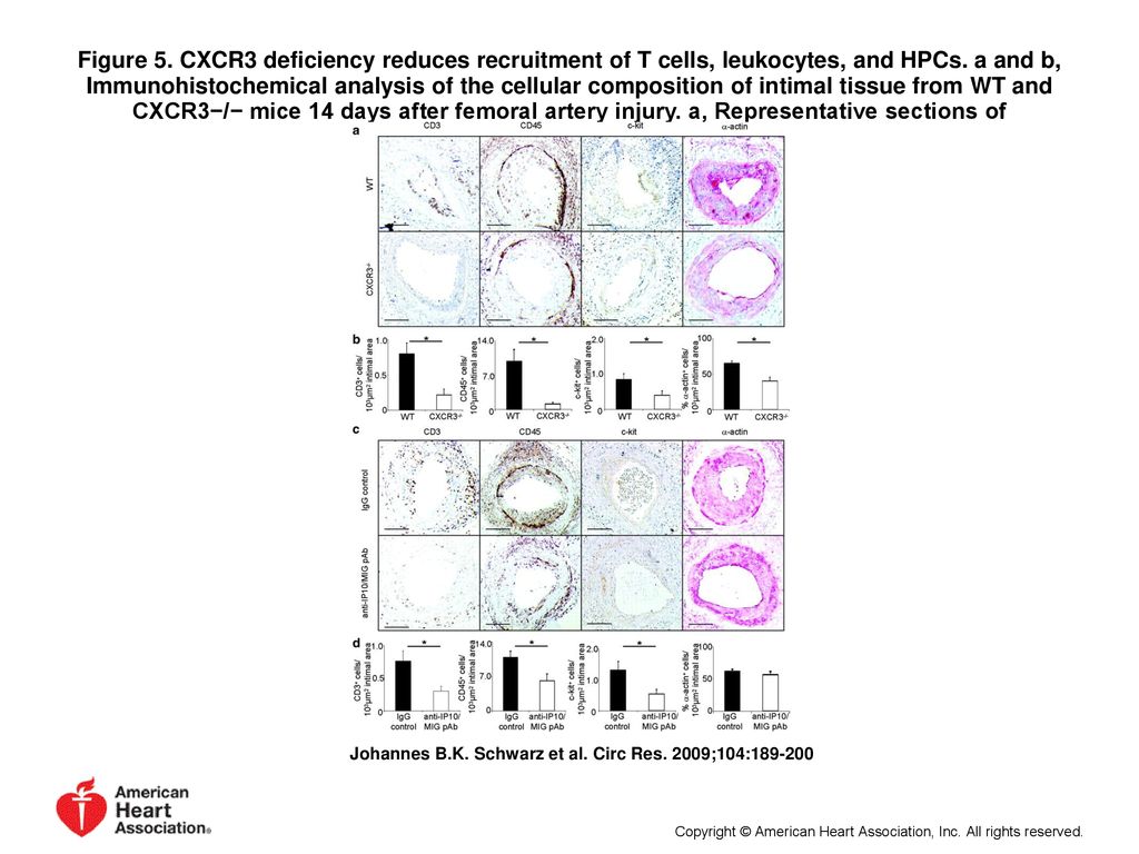 Figure 5. CXCR3 deficiency reduces recruitment of T cells, leukocytes, and HPCs. a and b, Immunohistochemical analysis of the cellular composition of intimal tissue from WT and CXCR3−/− mice 14 days after femoral artery injury. a, Representative sections of immunohistological stainings.