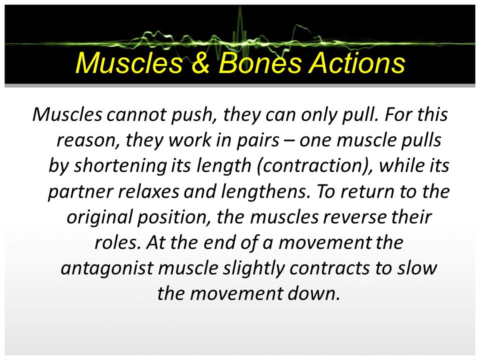 Muscles & Bones Actions
