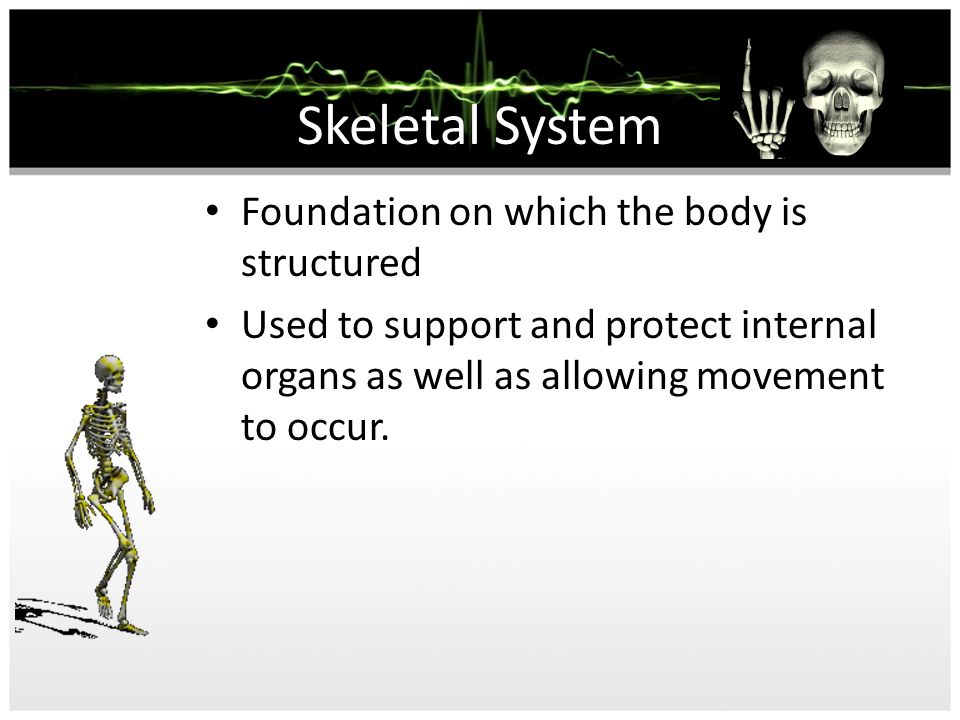 Skeletal System Foundation on which the body is structured