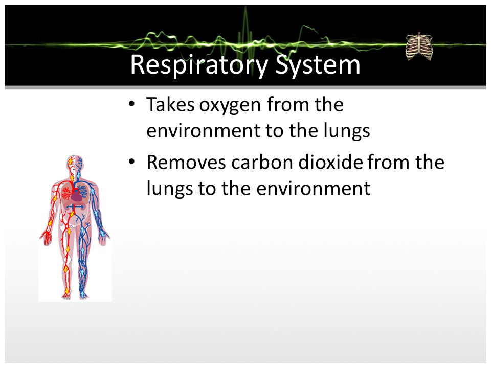 Respiratory System Takes oxygen from the environment to the lungs