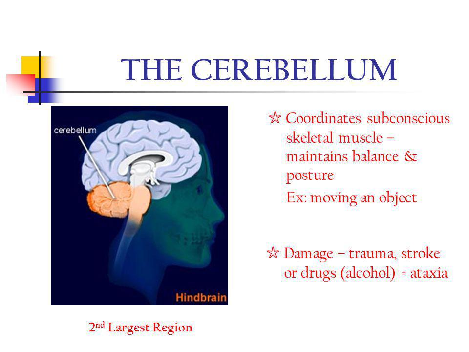 THE CEREBELLUM ☆ Coordinates subconscious skeletal muscle – maintains balance & posture. Ex: moving an object.