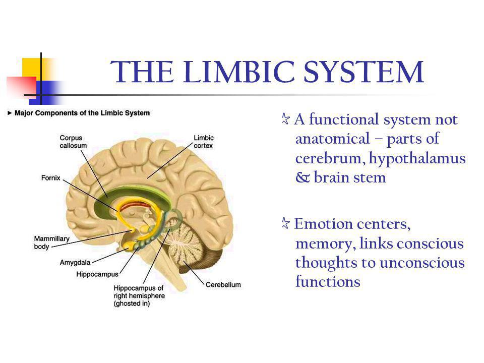 THE LIMBIC SYSTEM ☆ A functional system not anatomical – parts of cerebrum, hypothalamus & brain stem.
