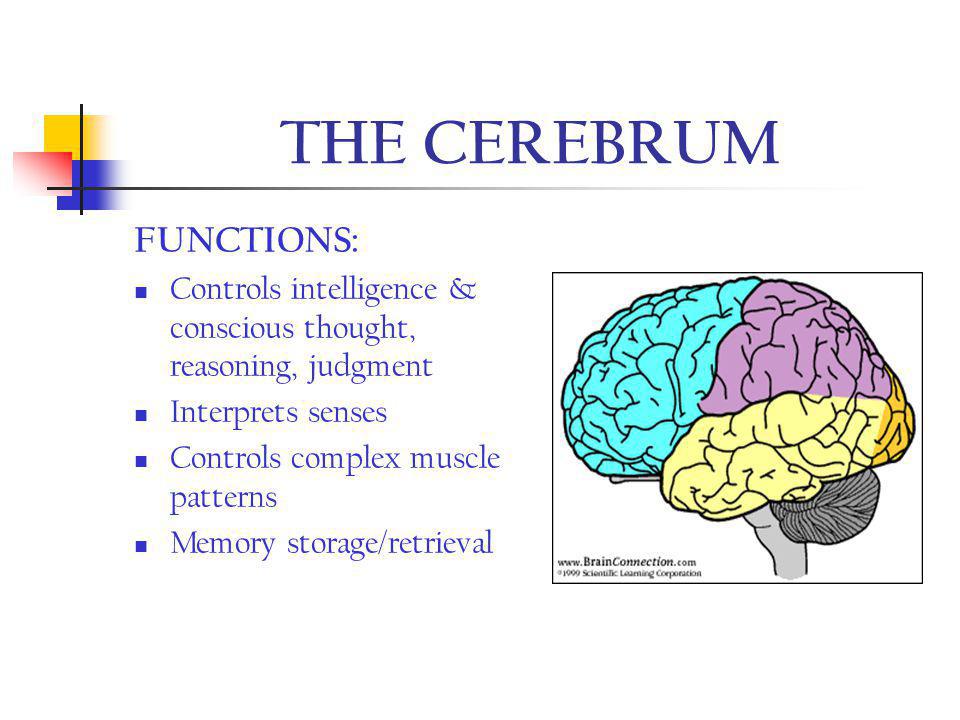 THE CEREBRUM FUNCTIONS: