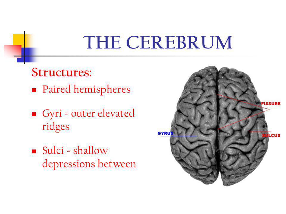 THE CEREBRUM Structures: Paired hemispheres