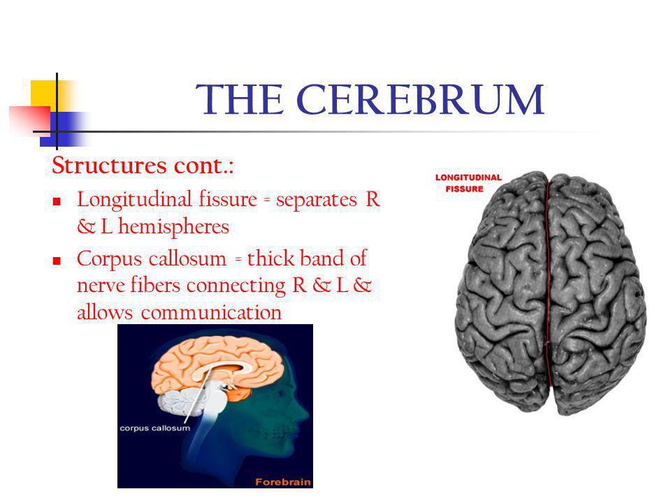 THE CEREBRUM Structures cont.: