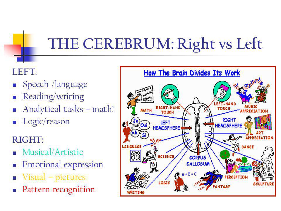 THE CEREBRUM: Right vs Left