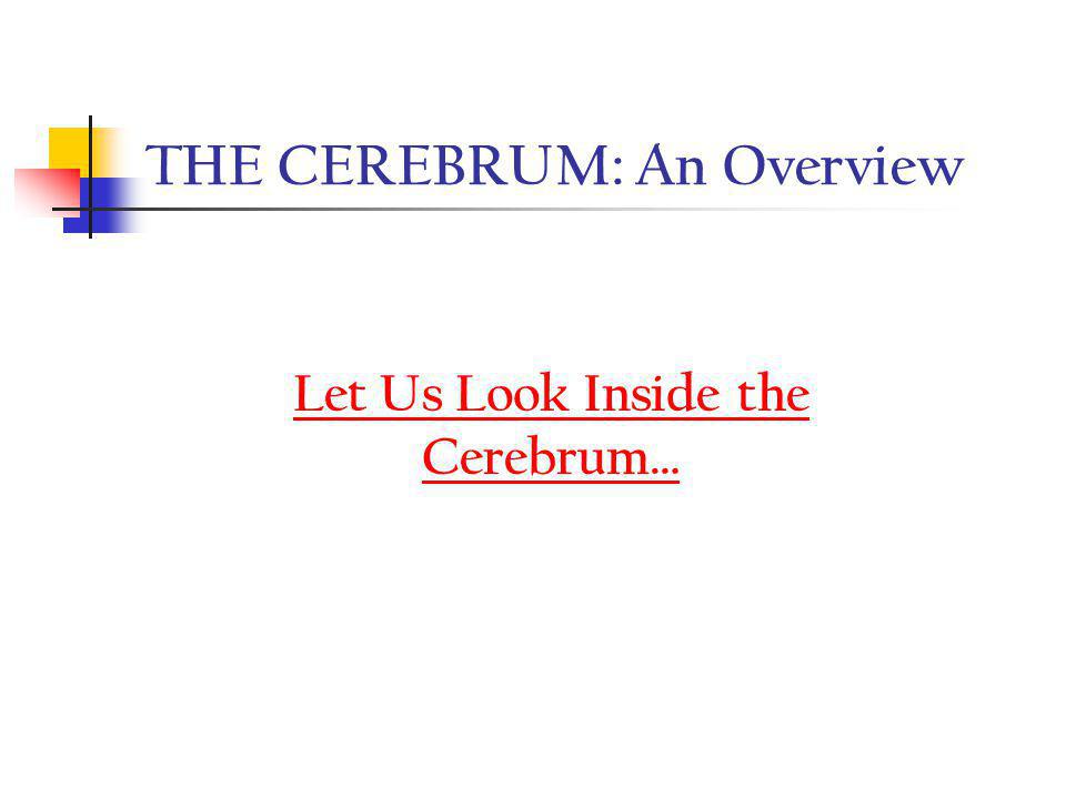 THE CEREBRUM: An Overview