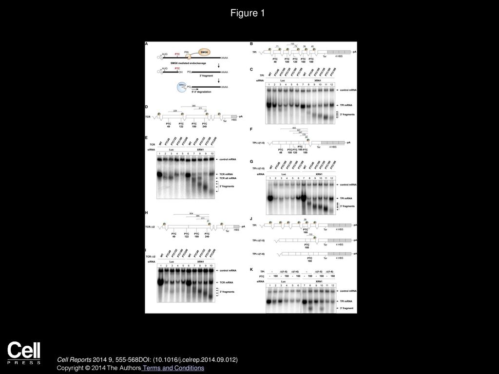 Figure 1 Endocleavage of NMD Targets near the PTC Occurs Independently of the Distance to or Position of the Downstream EJC.