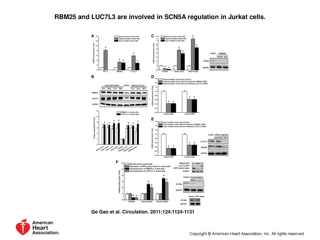 RBM25 and LUC7L3 are involved in SCN5A regulation in Jurkat cells.