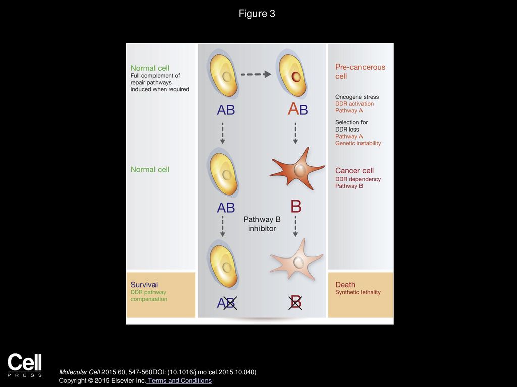 Figure 3 Loss of DDR Pathways during Tumorigenesis Results in DDR Dependencies that Can Be Targeted in the Resulting Cancer.