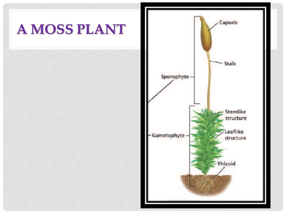 A moss Plant