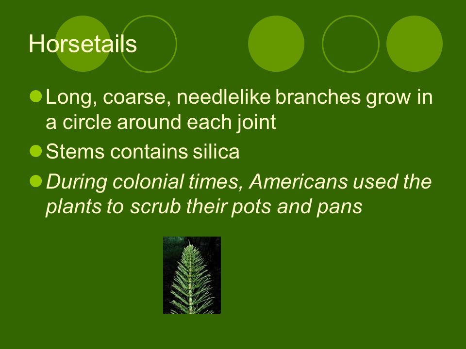 Horsetails Long, coarse, needlelike branches grow in a circle around each joint. Stems contains silica.