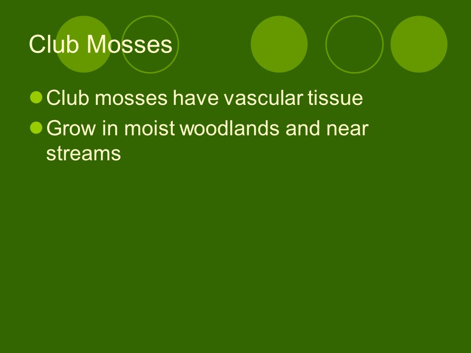 Club Mosses Club mosses have vascular tissue
