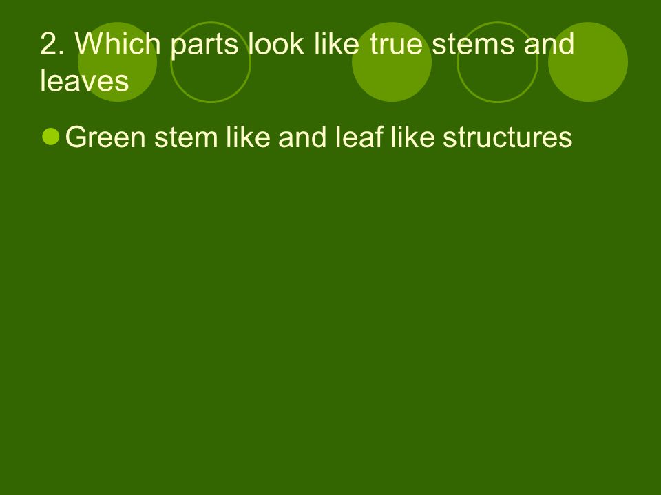 2. Which parts look like true stems and leaves