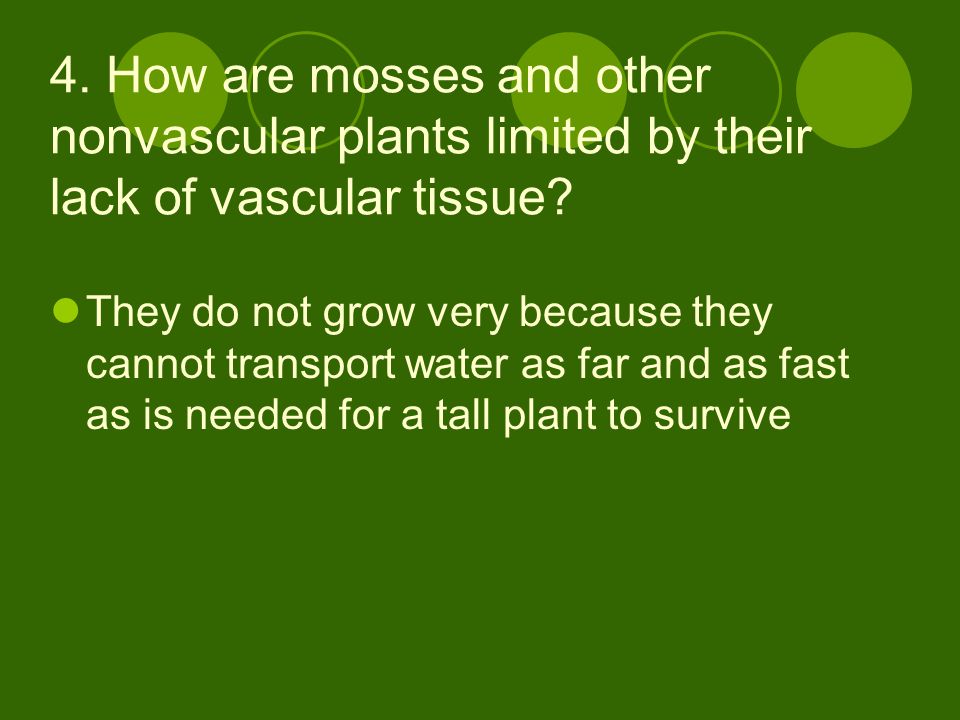 4. How are mosses and other nonvascular plants limited by their lack of vascular tissue