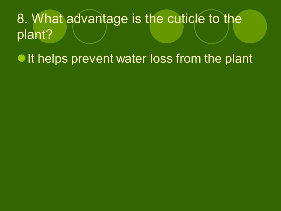 8. What advantage is the cuticle to the plant