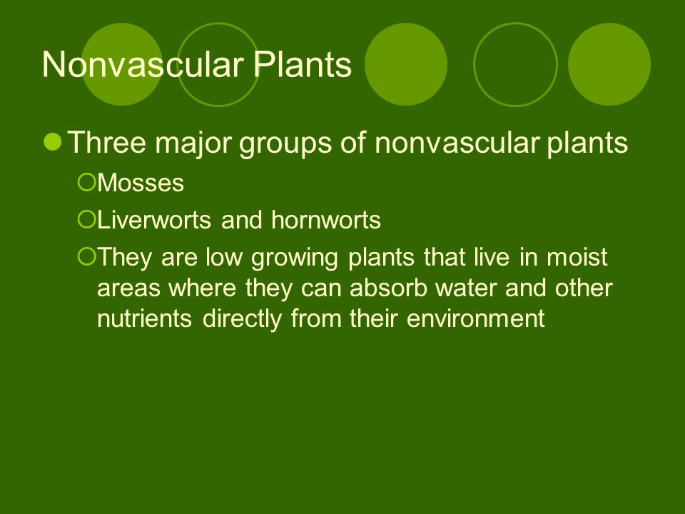 Nonvascular Plants Three major groups of nonvascular plants Mosses