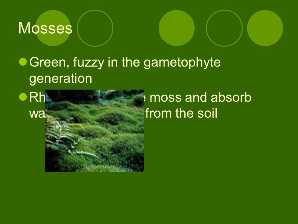 Mosses Green, fuzzy in the gametophyte generation