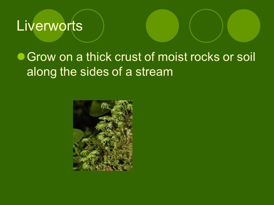 Liverworts Grow on a thick crust of moist rocks or soil along the sides of a stream