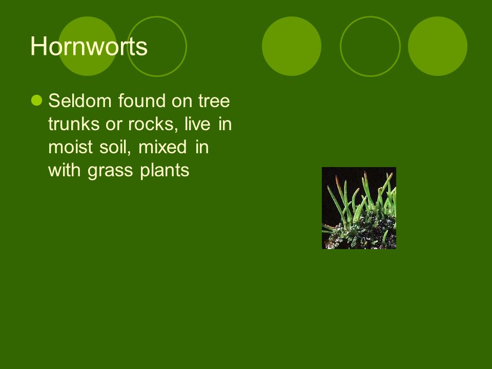 Hornworts Seldom found on tree trunks or rocks, live in moist soil, mixed in with grass plants