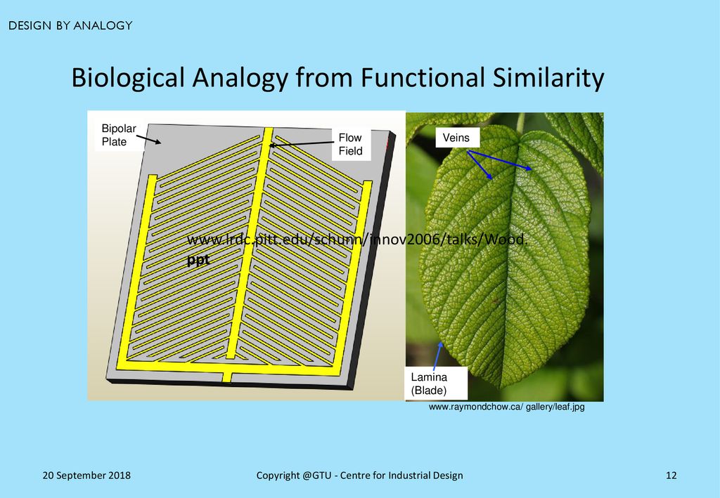 Biological Analogy from Functional Similarity