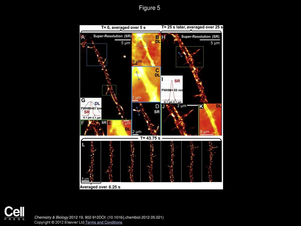 Figure 5 Super-Resolution Imaging of NaVs in Neuritic Spines of an NGF-Differentiated PC12 Cell. NaVs were labeled with 10 nM STX-Cy5.