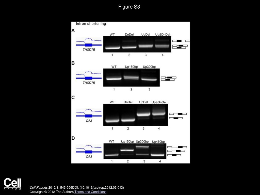Figure S3 Exon Selection Is Retained after Shortening of Introns Adjacent to the Exon-Intron GC Content Differential, Related to Figure 3.