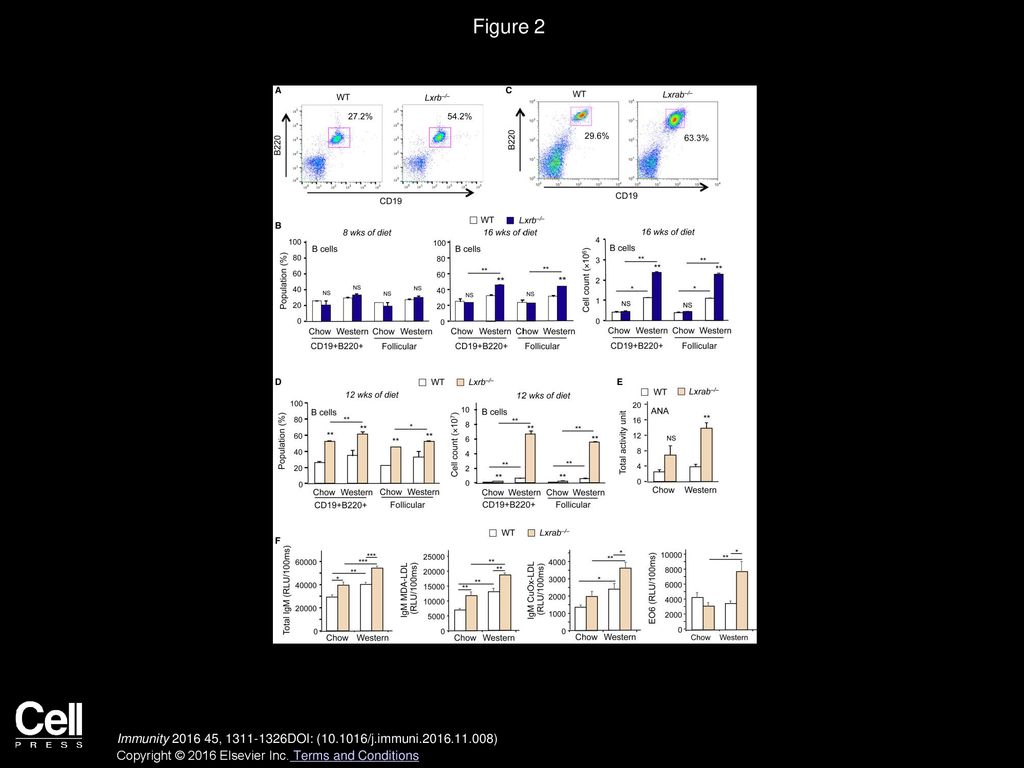 Figure 2 Feeding a High-Cholesterol Diet Promotes Autoimmunity