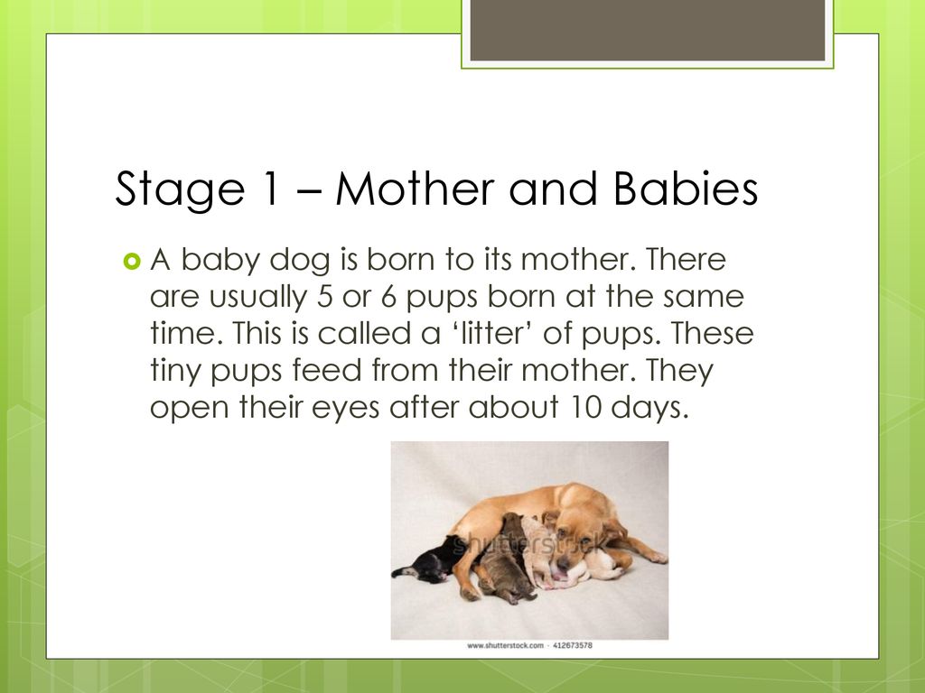 slideplayer
