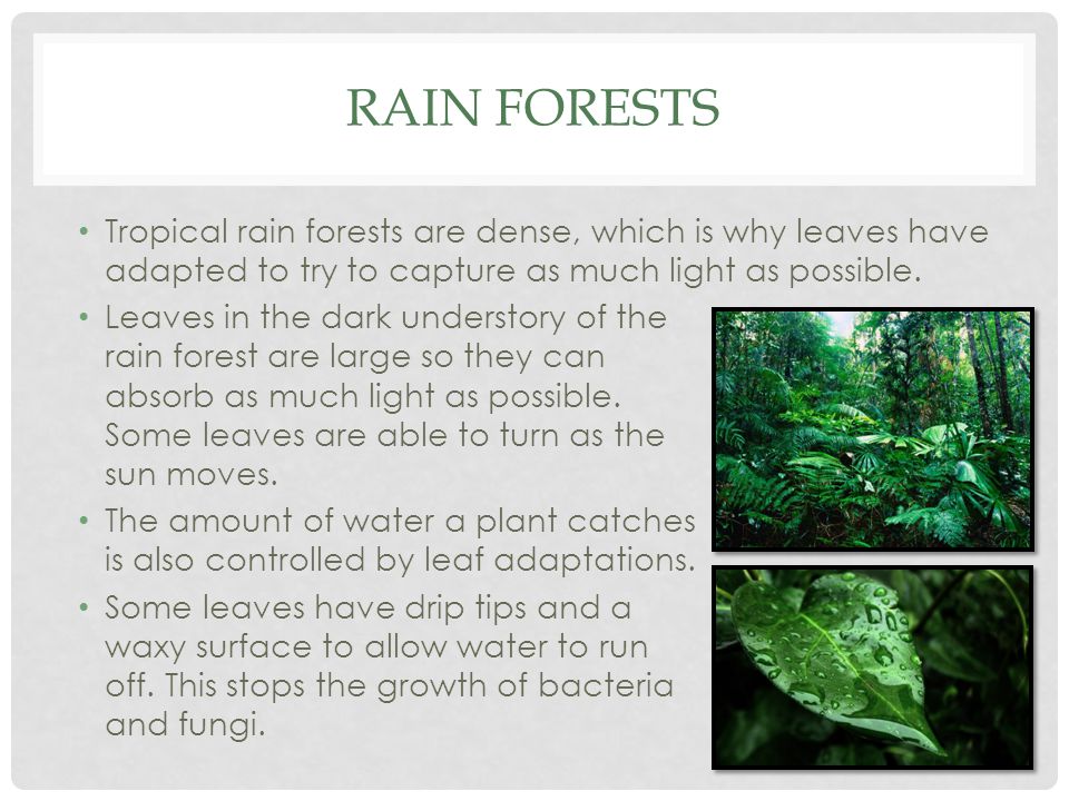 Rain Forests Tropical rain forests are dense, which is why leaves have adapted to try to capture as much light as possible.
