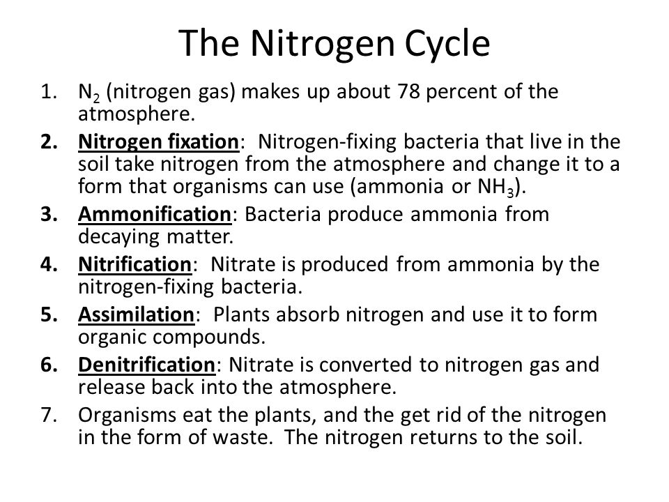 The Nitrogen Cycle N2 (nitrogen gas) makes up about 78 percent of the atmosphere.