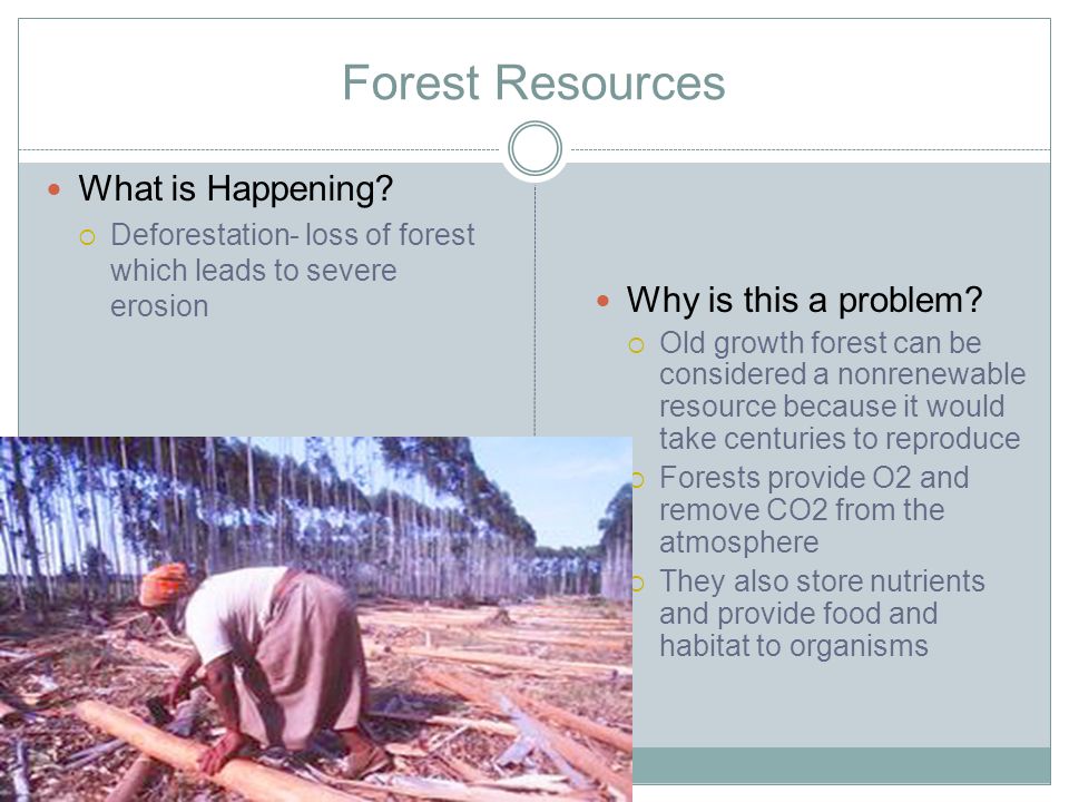 Forest Resources What is Happening Why is this a problem