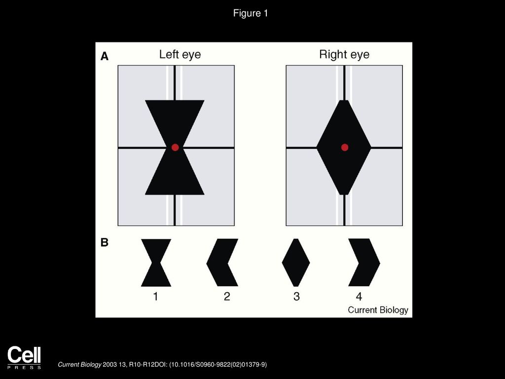 Figure 1 Example of stimulus used in the perceptual trapping experiment.