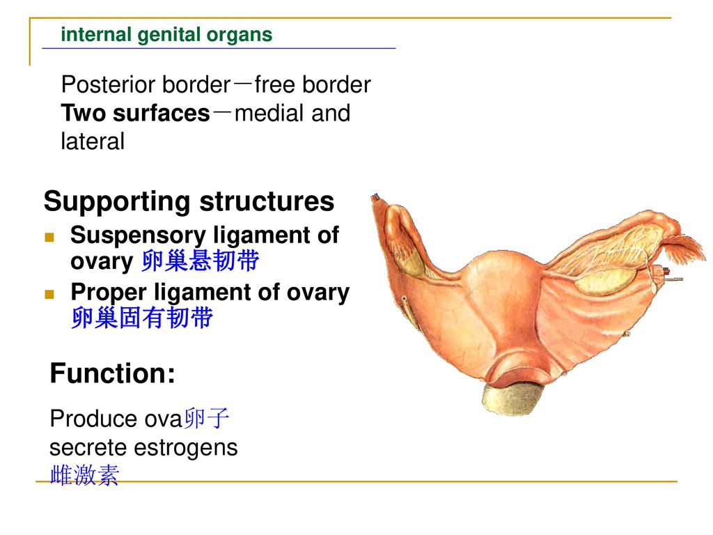 structuressuspensory ligament of ovary 卵巢悬韧带proper