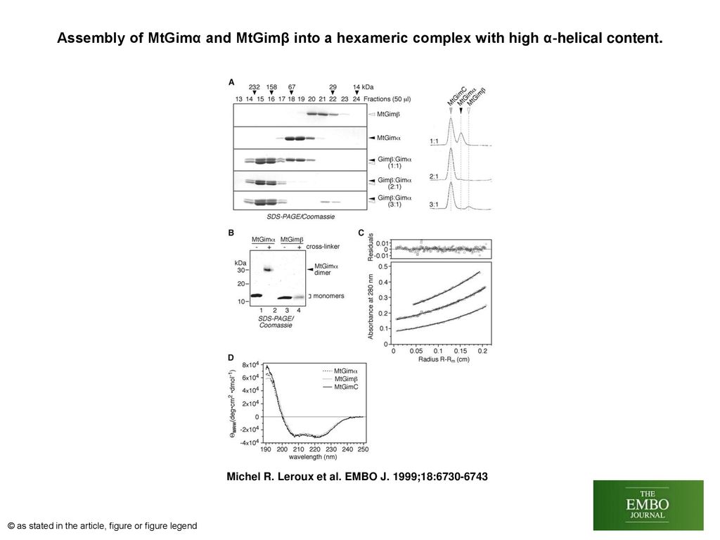 Assembly of MtGimα and MtGimβ into a hexameric complex with high α‐helical content.