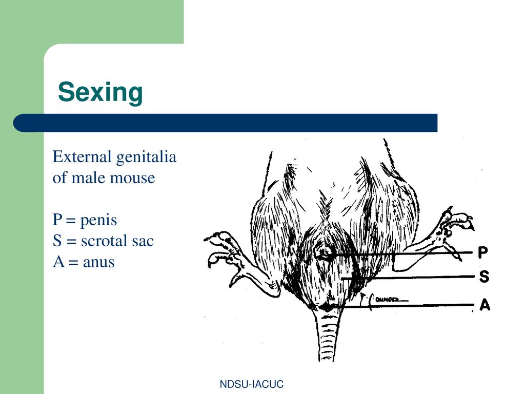 Sexing External genitalia of male mouse P = penis S = scrotal sac
