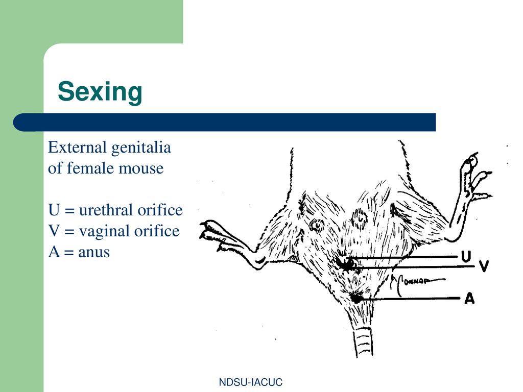 Sexing External genitalia of female mouse U = urethral orifice