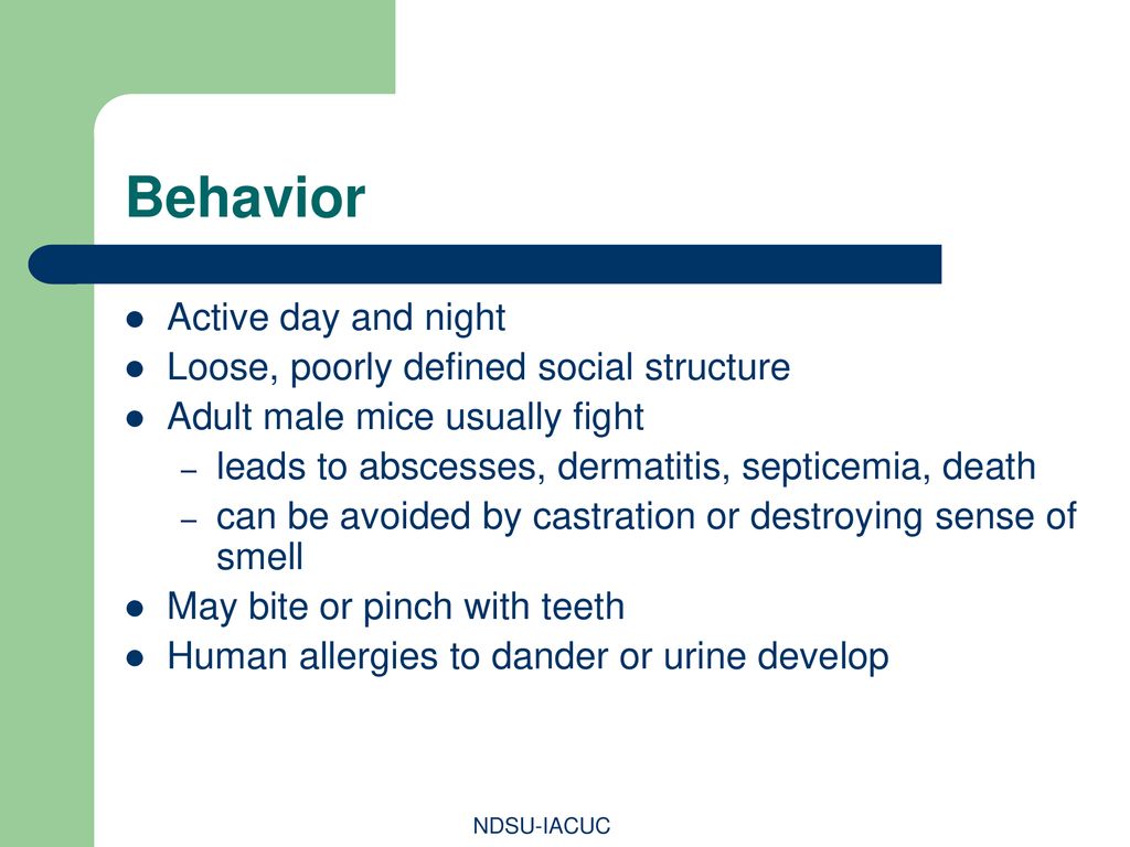 Behavior Active day and night Loose, poorly defined social structure