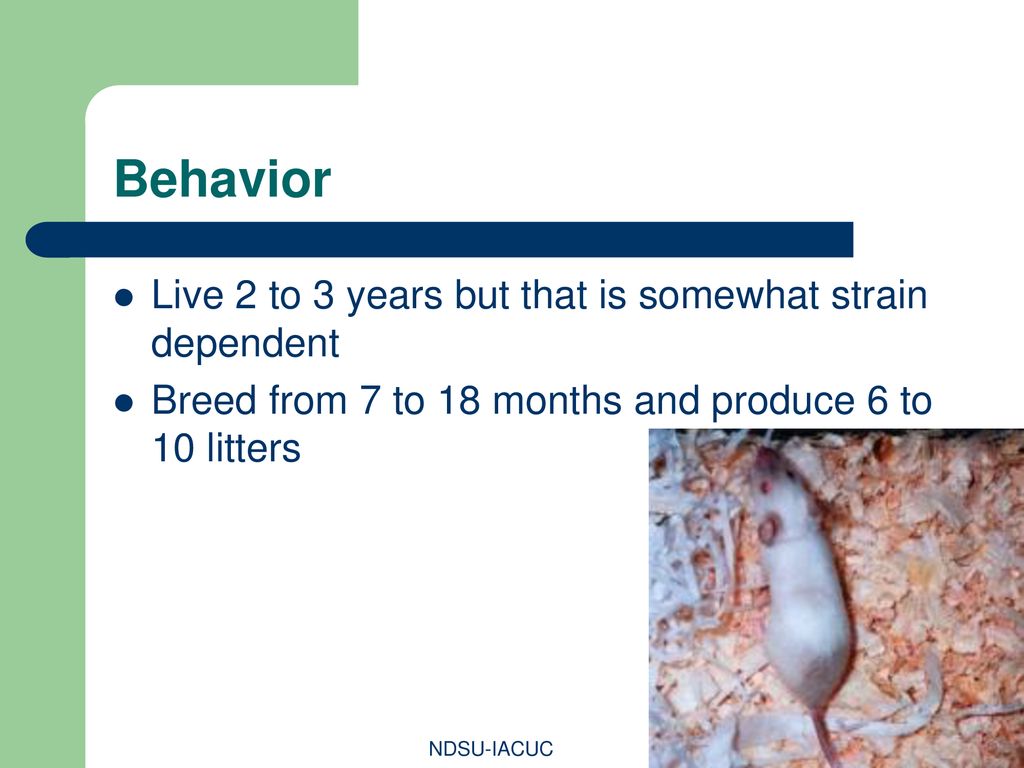 Behavior Live 2 to 3 years but that is somewhat strain dependent