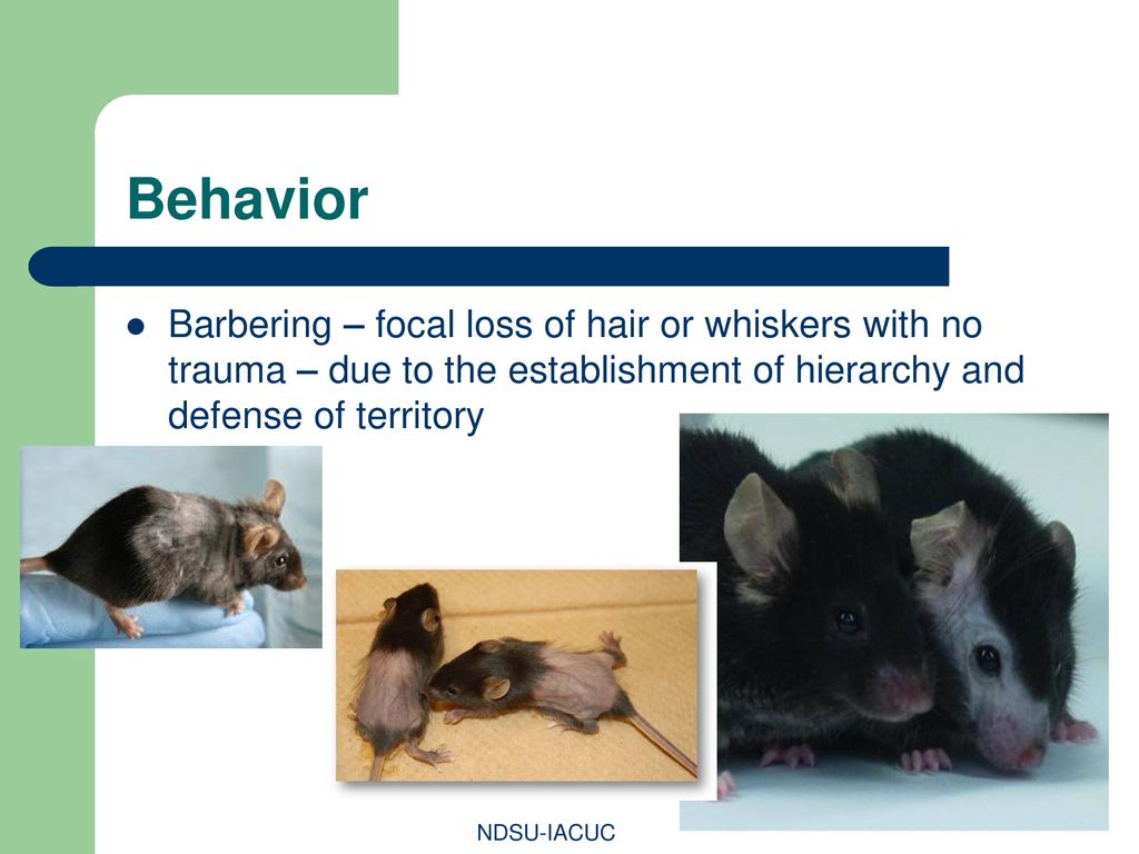 Behavior Barbering – focal loss of hair or whiskers with no trauma – due to the establishment of hierarchy and defense of territory.