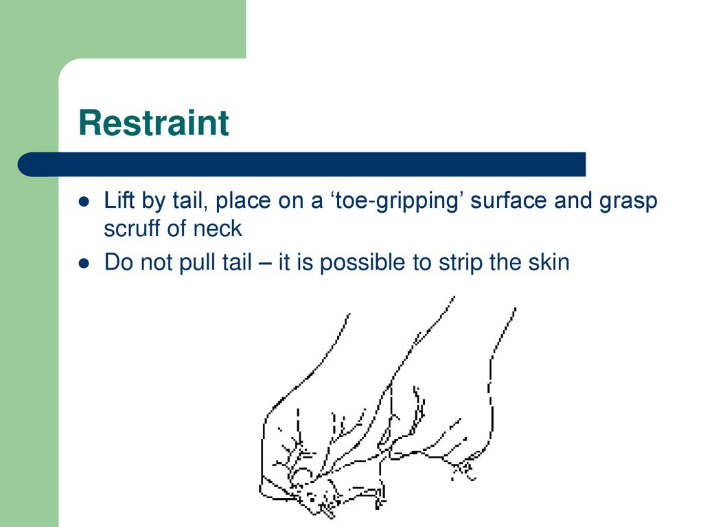 Restraint Lift by tail, place on a ‘toe-gripping’ surface and grasp scruff of neck. Do not pull tail – it is possible to strip the skin.