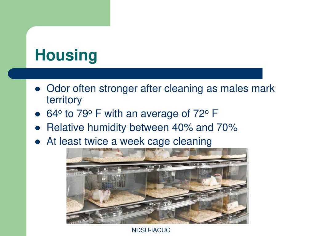 Housing Odor often stronger after cleaning as males mark territory