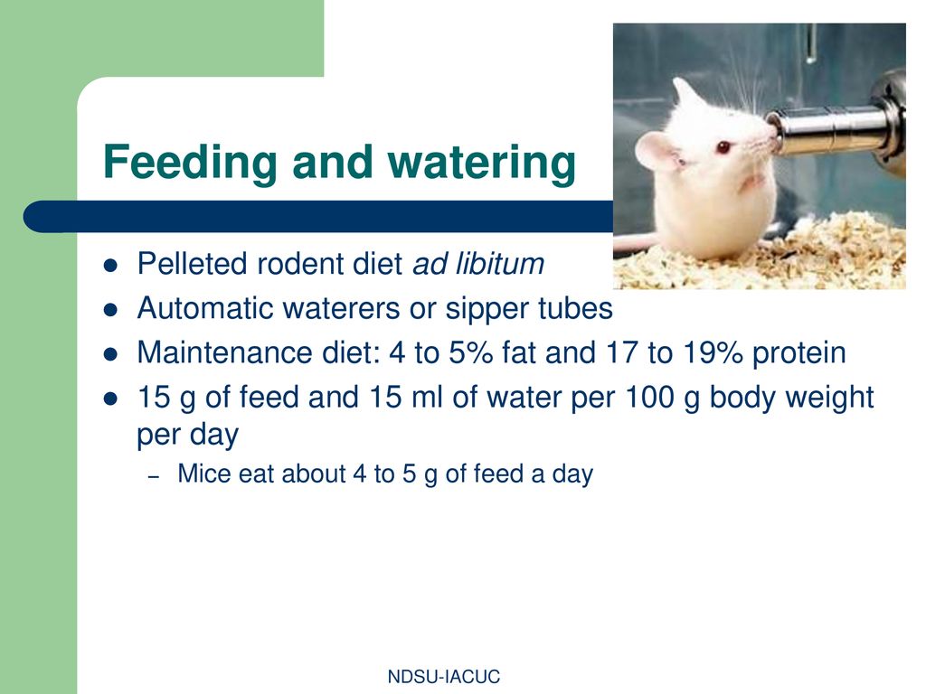 Feeding and watering Pelleted rodent diet ad libitum
