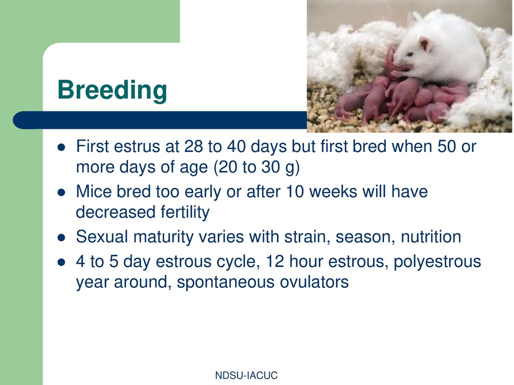 Breeding First estrus at 28 to 40 days but first bred when 50 or more days of age (20 to 30 g)