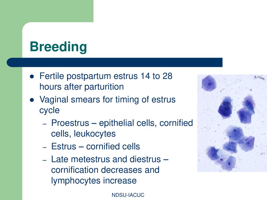 Breeding Fertile postpartum estrus 14 to 28 hours after parturition
