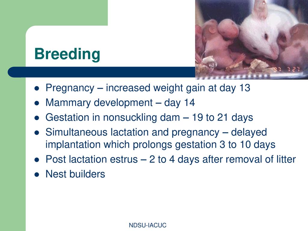Breeding Pregnancy – increased weight gain at day 13
