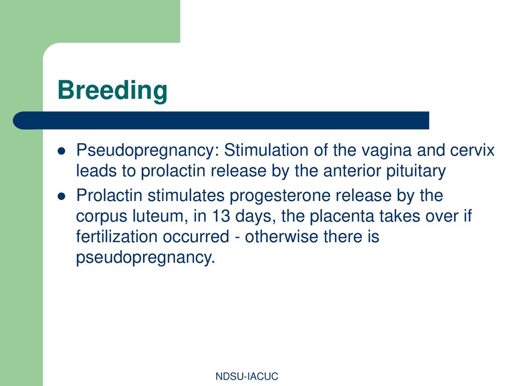 Breeding Pseudopregnancy: Stimulation of the vagina and cervix leads to prolactin release by the anterior pituitary.