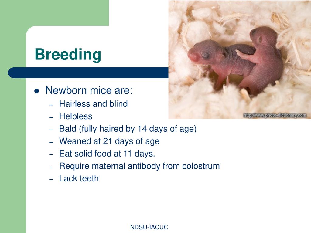 Breeding Newborn mice are: Hairless and blind Helpless