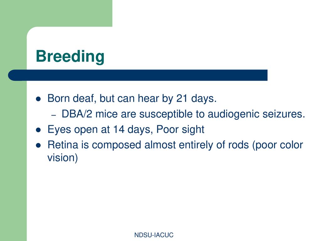 Breeding Born deaf, but can hear by 21 days.