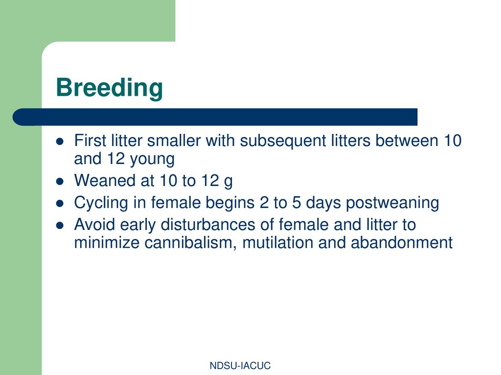 Breeding First litter smaller with subsequent litters between 10 and 12 young. Weaned at 10 to 12 g.